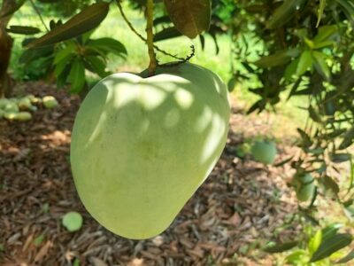 Organic Farm Fresh Mangoes