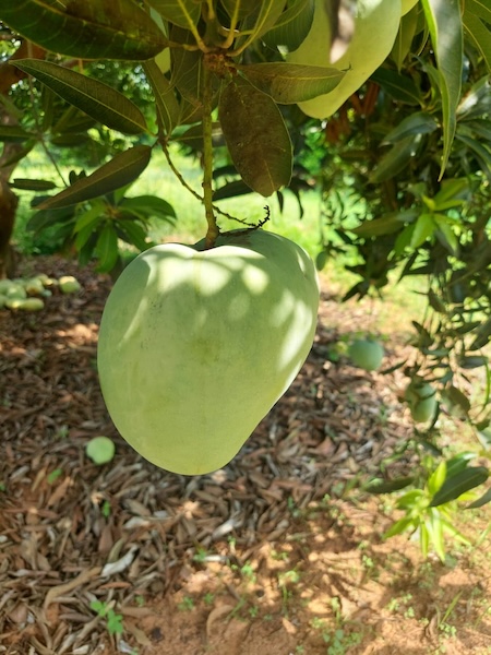 Organic Farm Fresh Mangoes