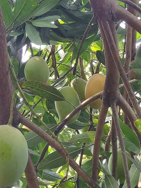 Organic Farm Fresh Mangoes